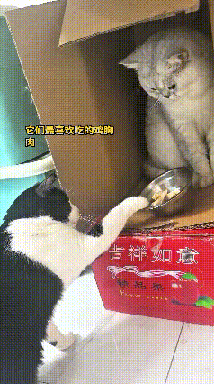 哎呀妈呀太有意思了，笑死人啦！
箱子里小猫吃完鸡胸肉就不动了，乖乖待着啥也不管。