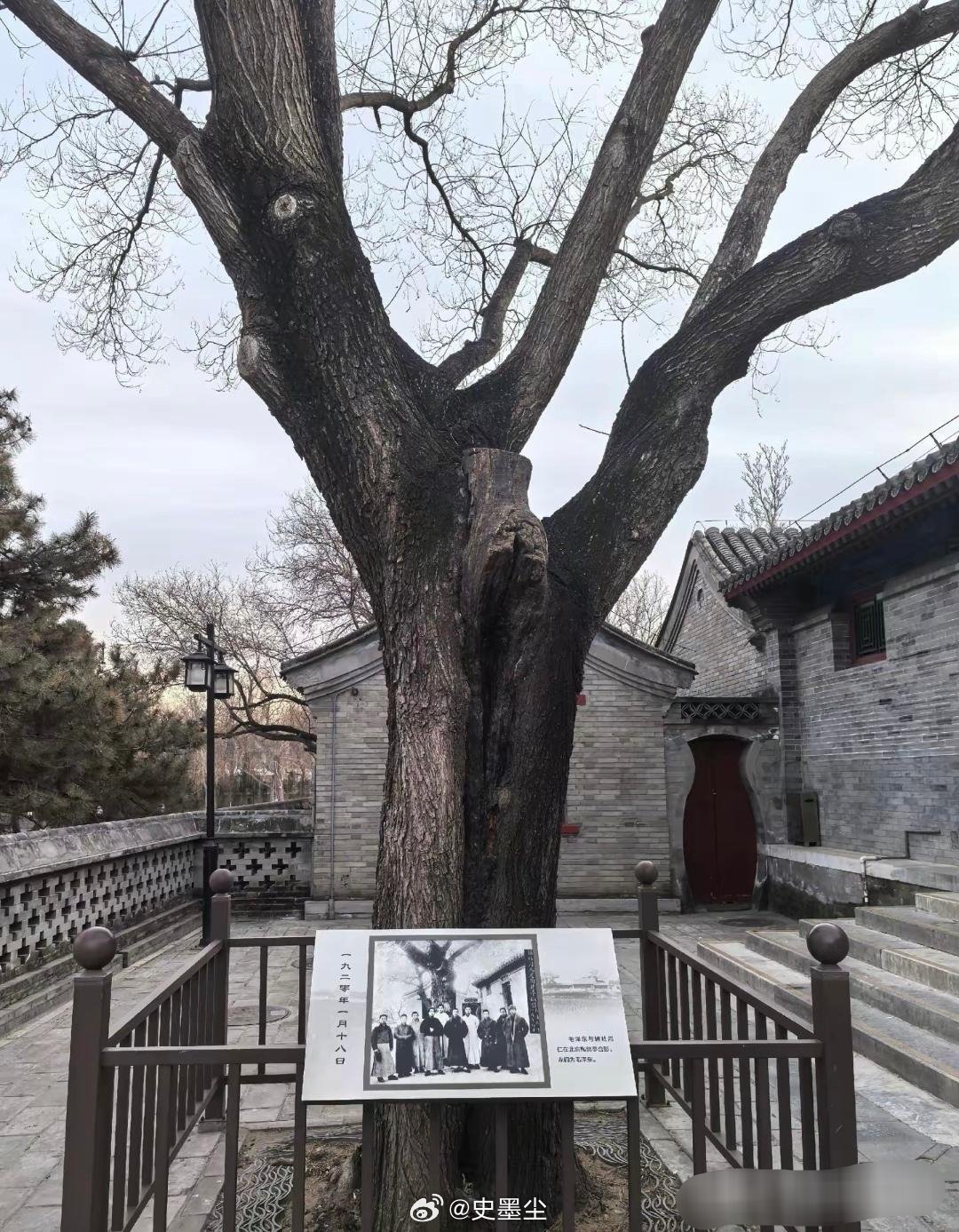 陶然亭公园的这棵古槐，因为教员在这里留下足迹，它成了一处重要的历史见证地！ 