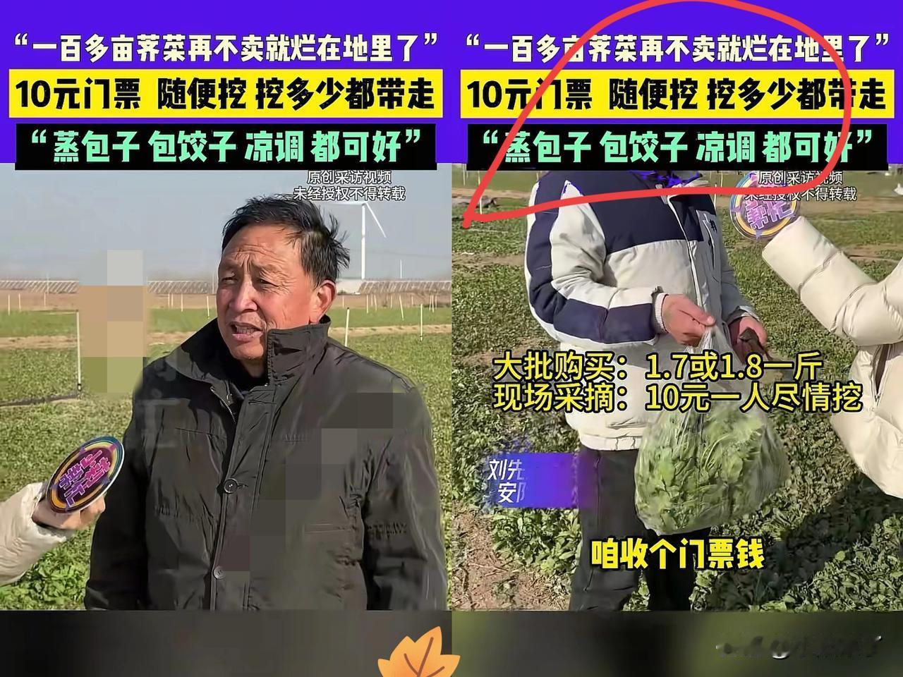 太有头脑了！河南一男子种了100多亩荠菜，由于长势不好，再卖不掉就全烂地里了，为