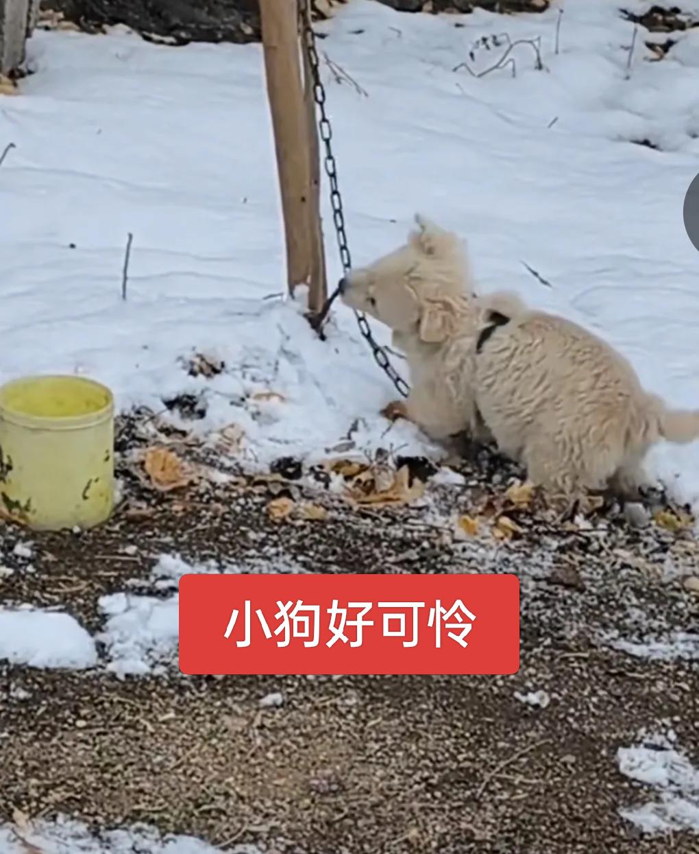 小狗好可怜，连个狗窝都没有，小狗估计是饿坏了，咬上狗链子了，想咬断找吃的吗？
