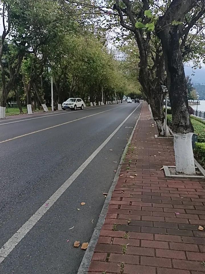 左边是紫荆西提，右边是星湖



你敢相信吗？这里就是紫荆西提
种了100多棵紫