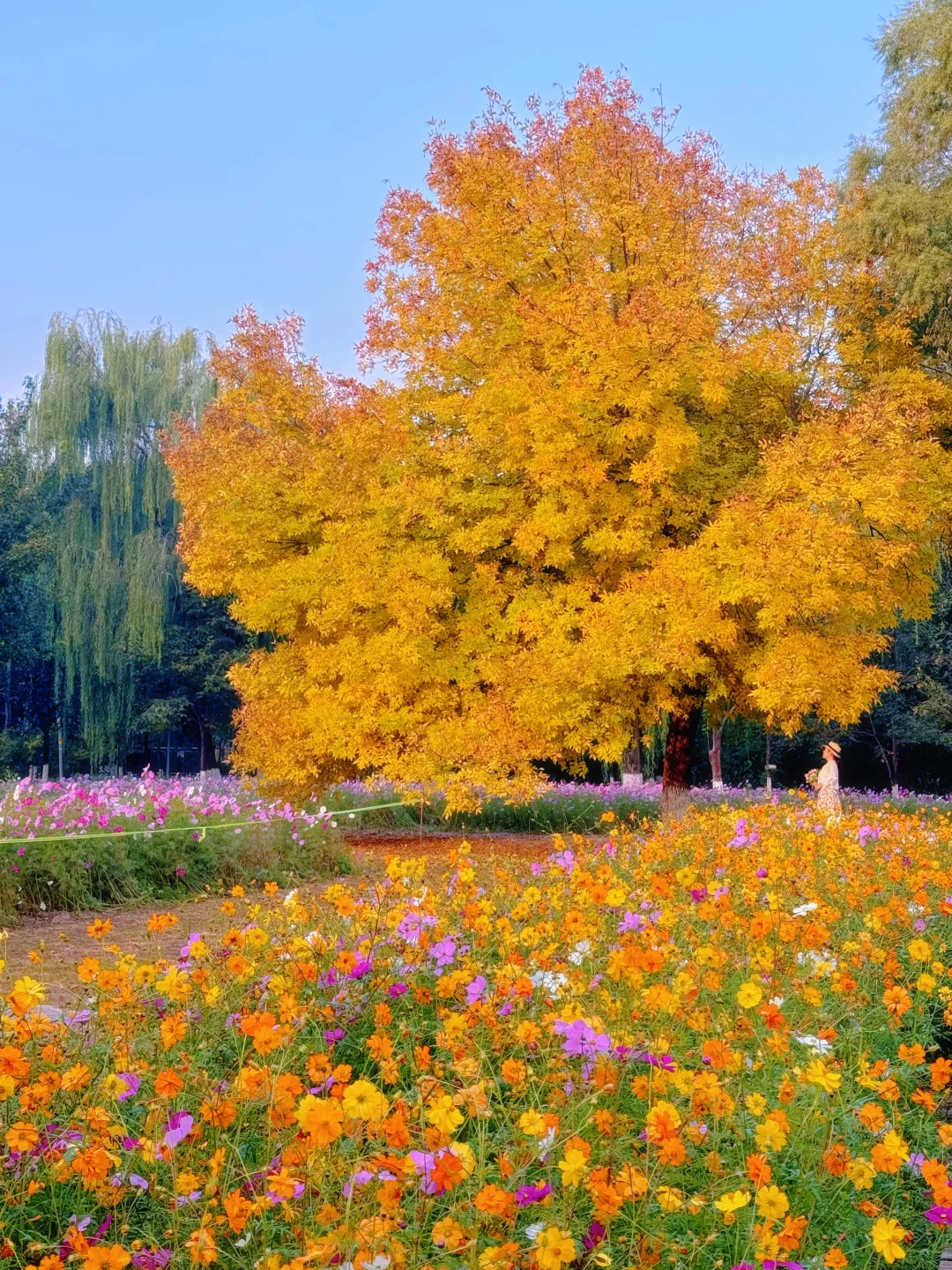 🌾这一页秋天，有它摇着尾巴奔向我的样子