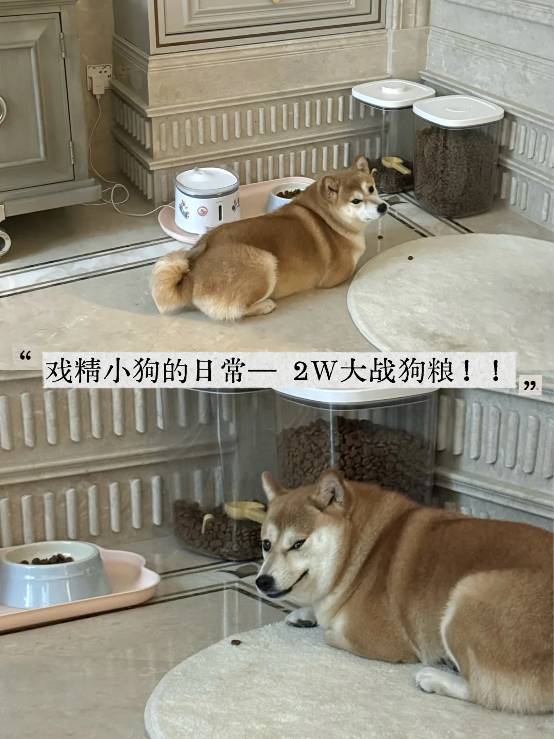 戏精小狗的日常Pt.1