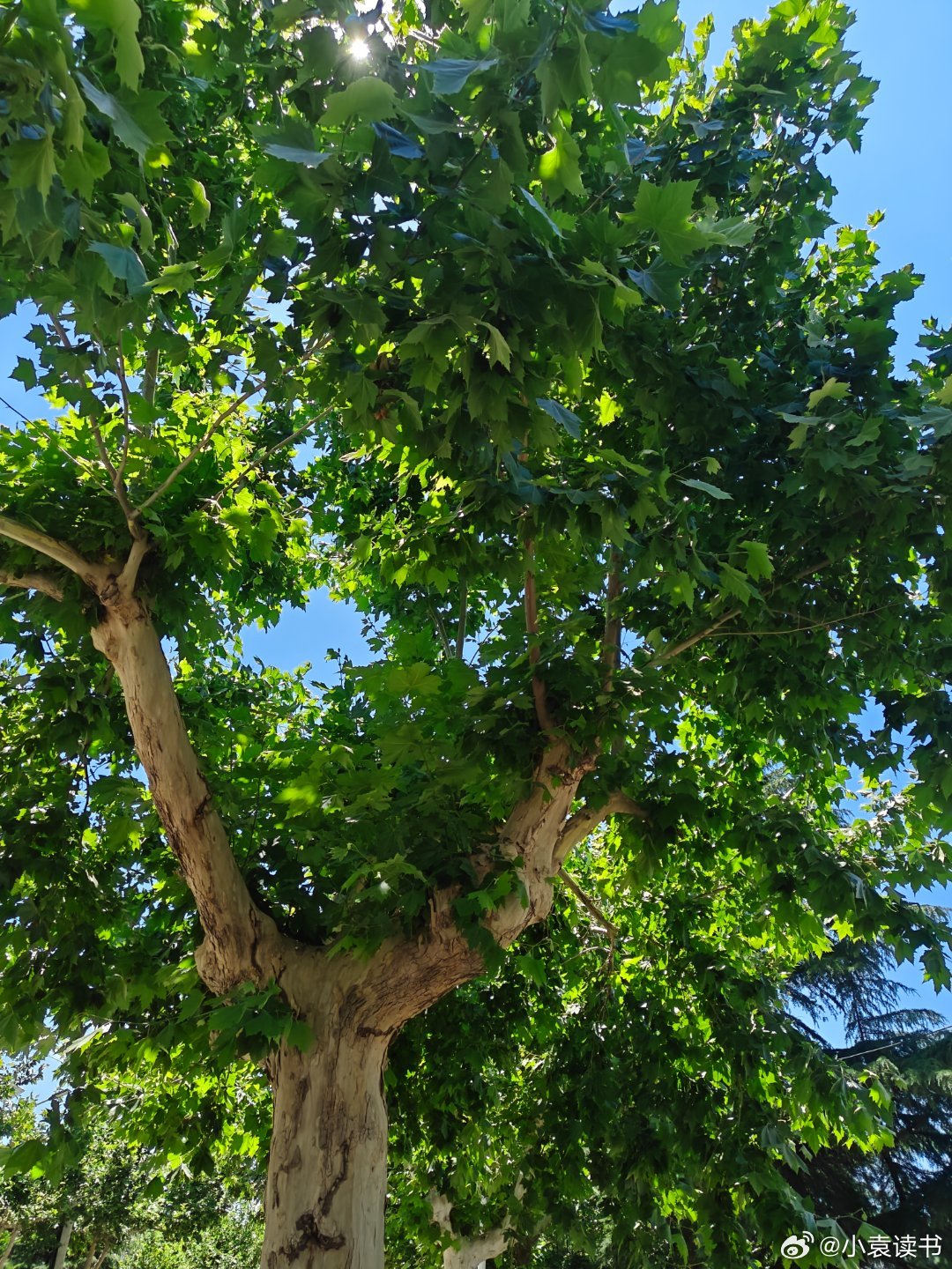 夏日午后 
