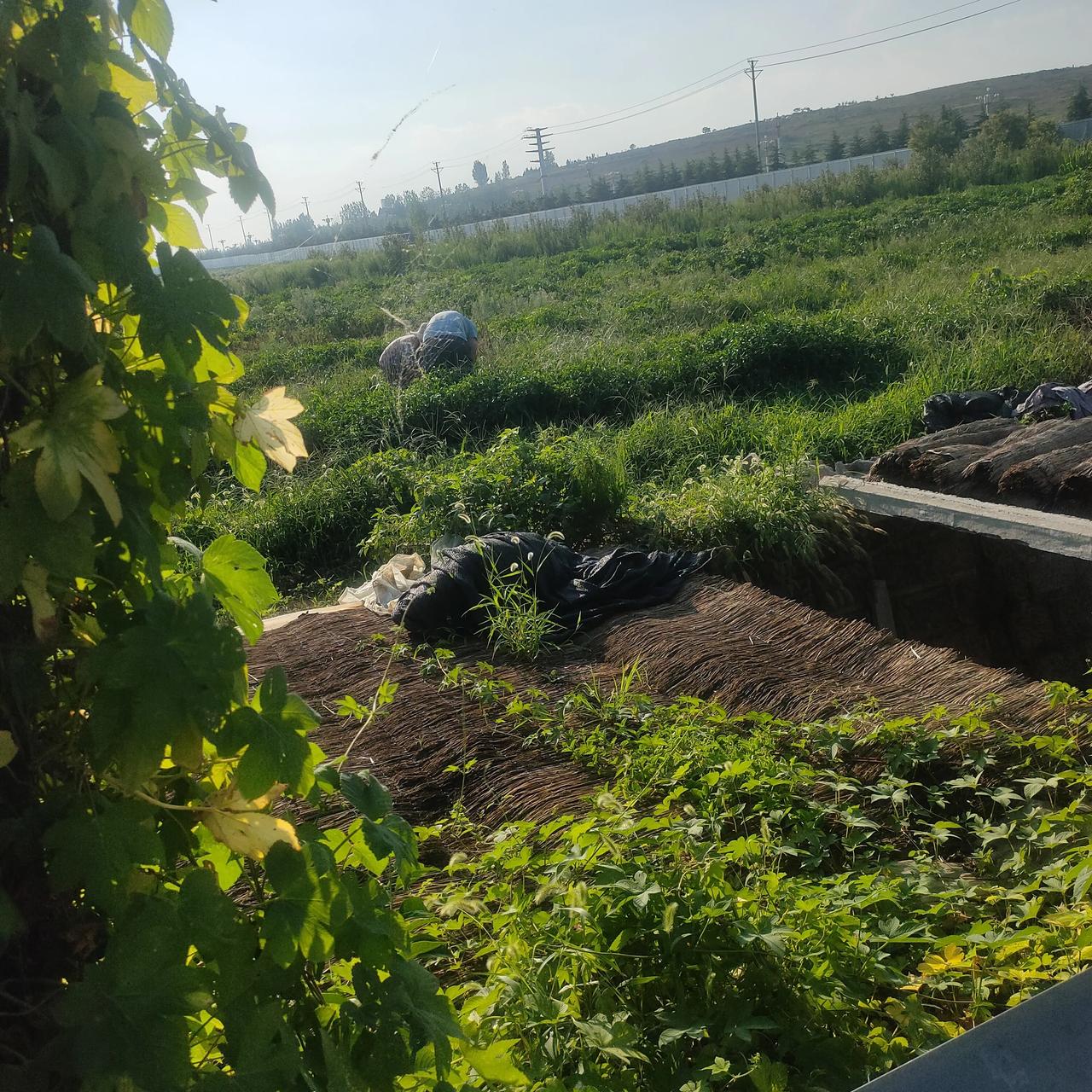 回到农村老家和父亲聊天说，这段时间我有点失眠，也可能是得了抑郁症。



70岁