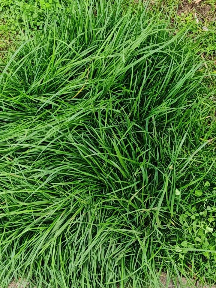 集卡领红包绿油油的小草，生机勃勃。