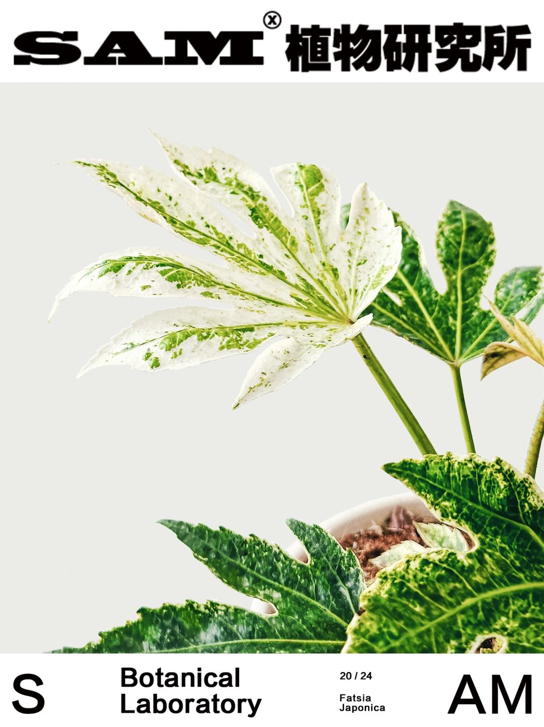 八角金盘锦｜Fatsia Japonica（Thunb.）Decne.
