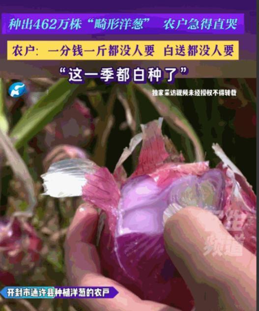 真是丧尽天良！6月6日河南广播电视台民生频道报道，河南开封，农户们本指望能有个好