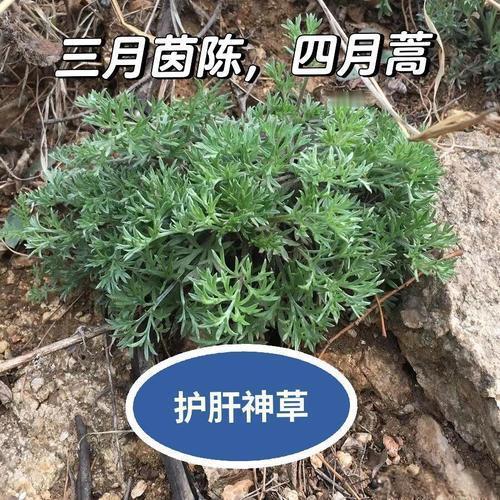 “三月茵陈四月蒿”这话真有道理。三月时，茵陈还是嫩绿的模样，是一味珍贵的中药材，