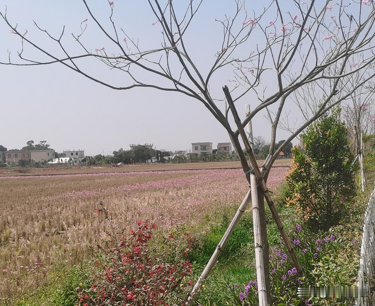 看到一个作者过年期间像打了鸡血一样更新很多文章，一天两三篇，现在也偃旗息鼓了，没