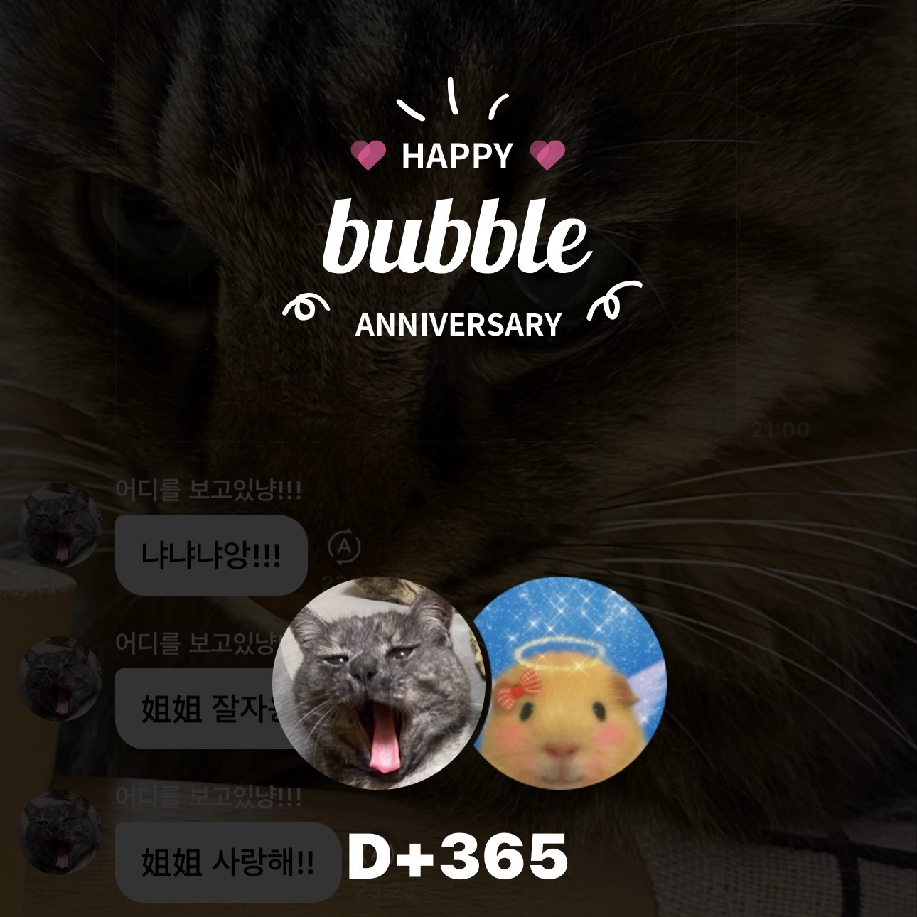 喔喔哦养猫一周年谢谢咪(っˆ ³ ˆ(ˊ꒳ˋ ) 