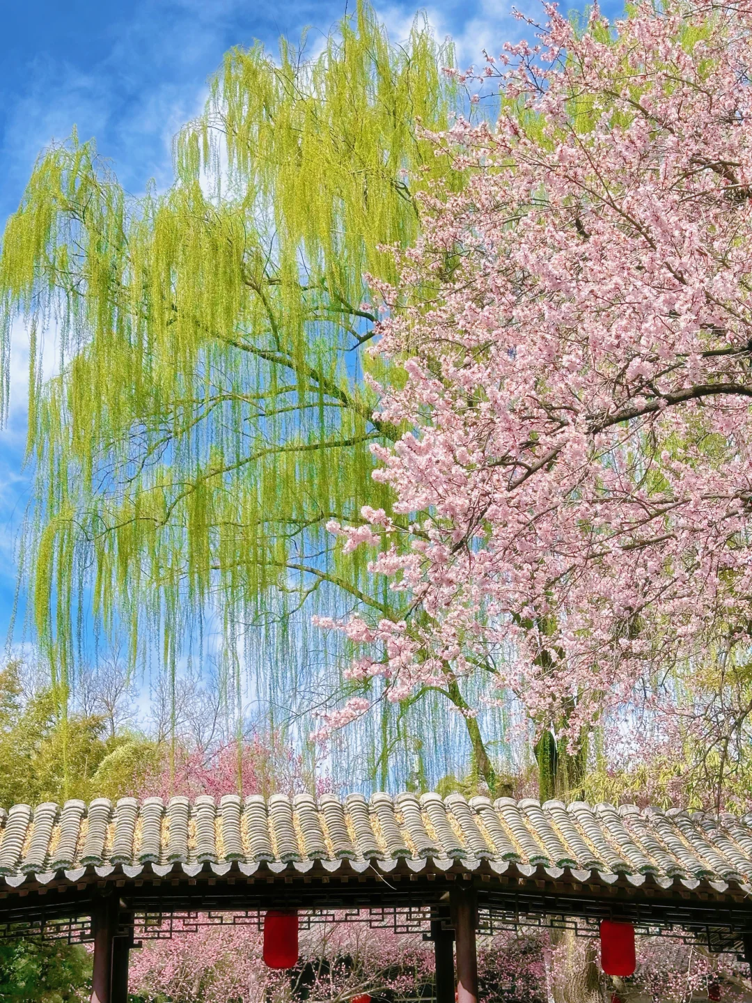 live 🌸接下来的北京是真正的桃红柳绿🌷