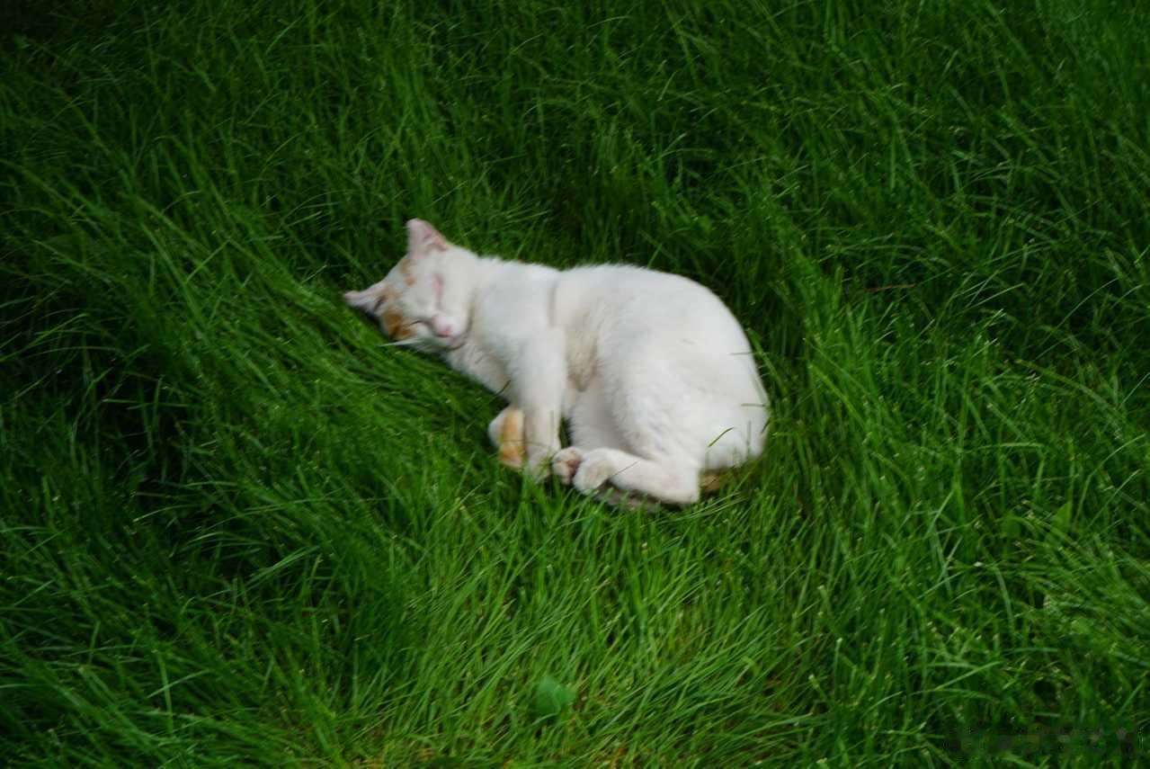 最近小区里流浪猫越来越多了，时不时有几只窜到楼道里。 