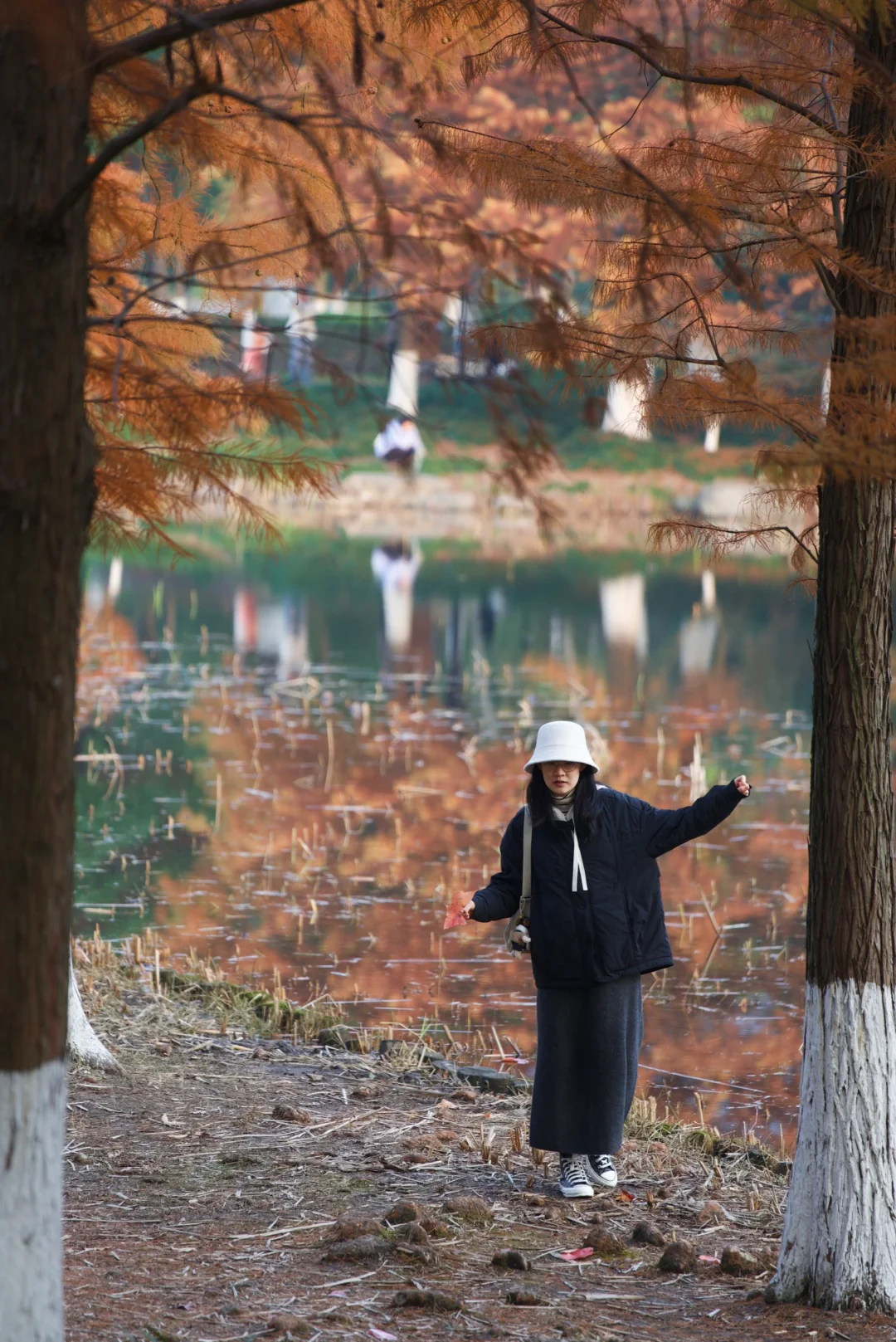 12月的湘湖红杉林 | 错过等一年🍁