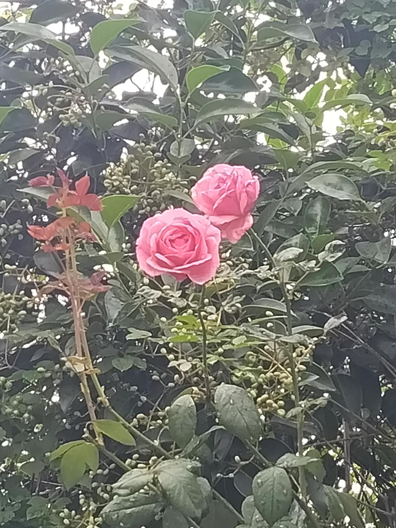 月季开花四季香  捡的月季茎插在花池子里这么多年越长越大超过冬青树🌲了