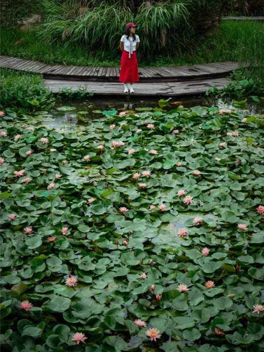 别再卷茅家埠了❗️西溪免费区睡莲多到爆炸🪷