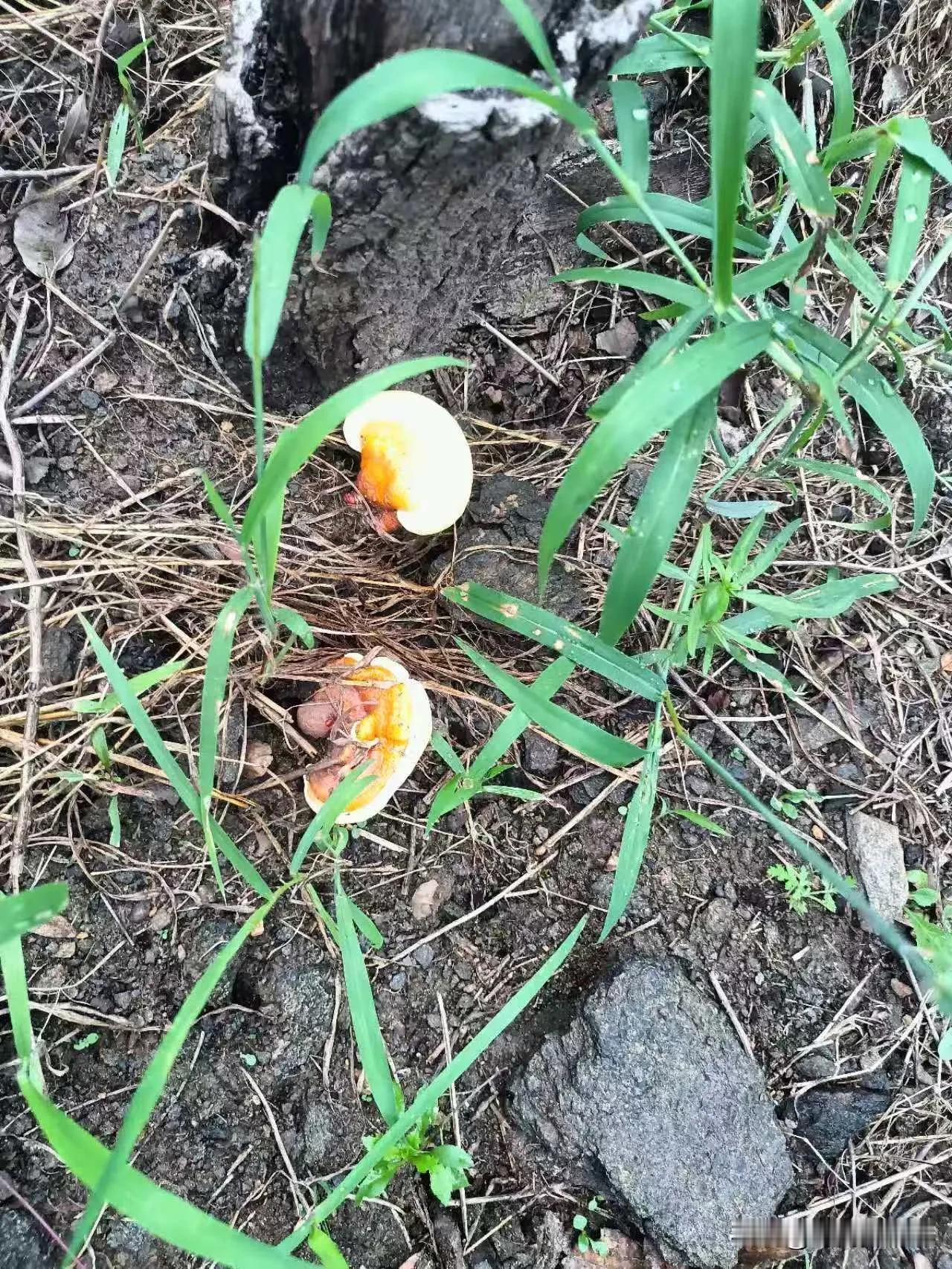 记录我的2025这几天休去山上转了一圈，竟然发现了宝贝，就是下面图中这个，有没有