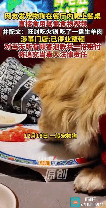 “太过分了!”近日，一段“宠物狗在餐厅吃火锅”的视频引发众怒。视频中，一只宠物狗