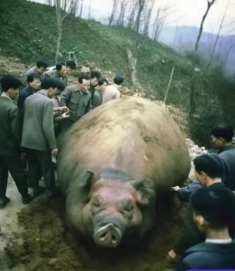 1972年，第三生产队里死了一头猪，队长让饲养员煮了一大锅，下午收工时，各家各户