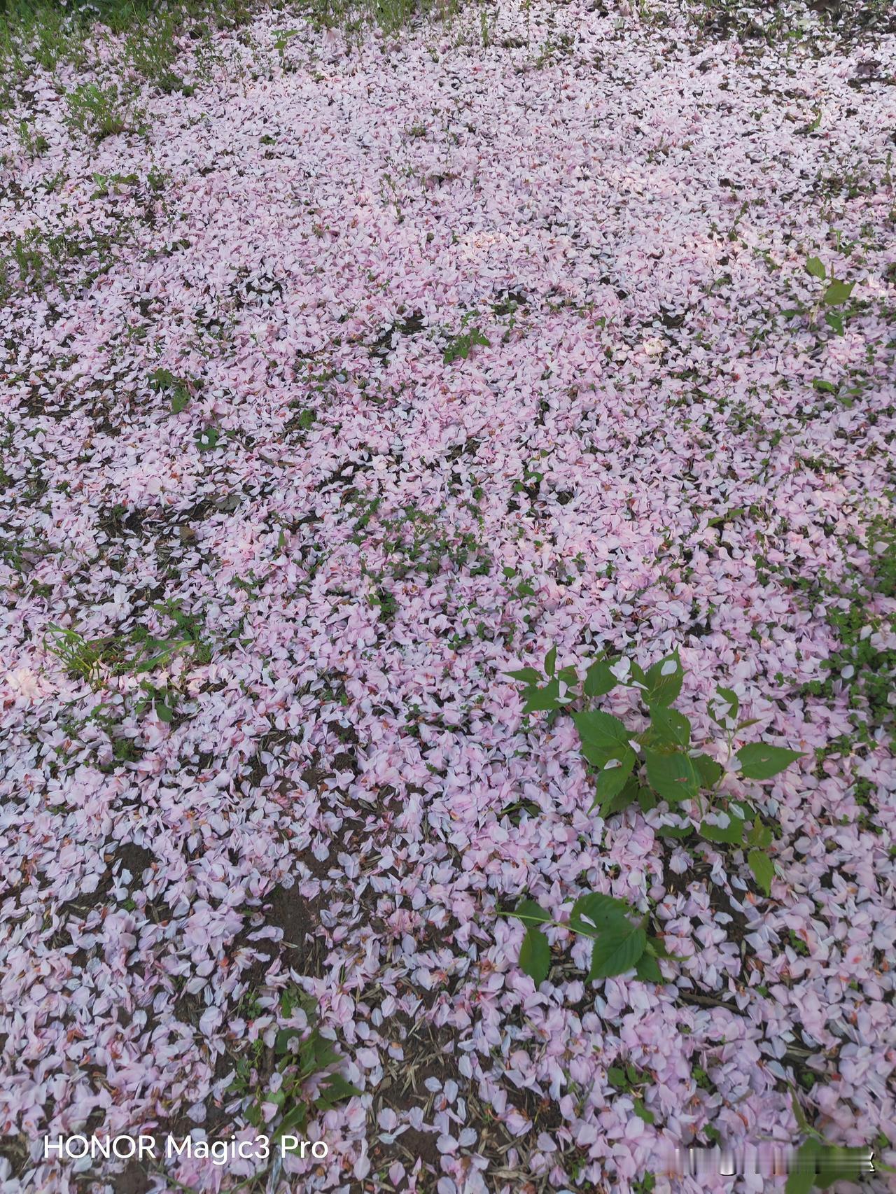 最近很少有人提大单元教学了？
        大单元教学刚开始的时候，各个学校都