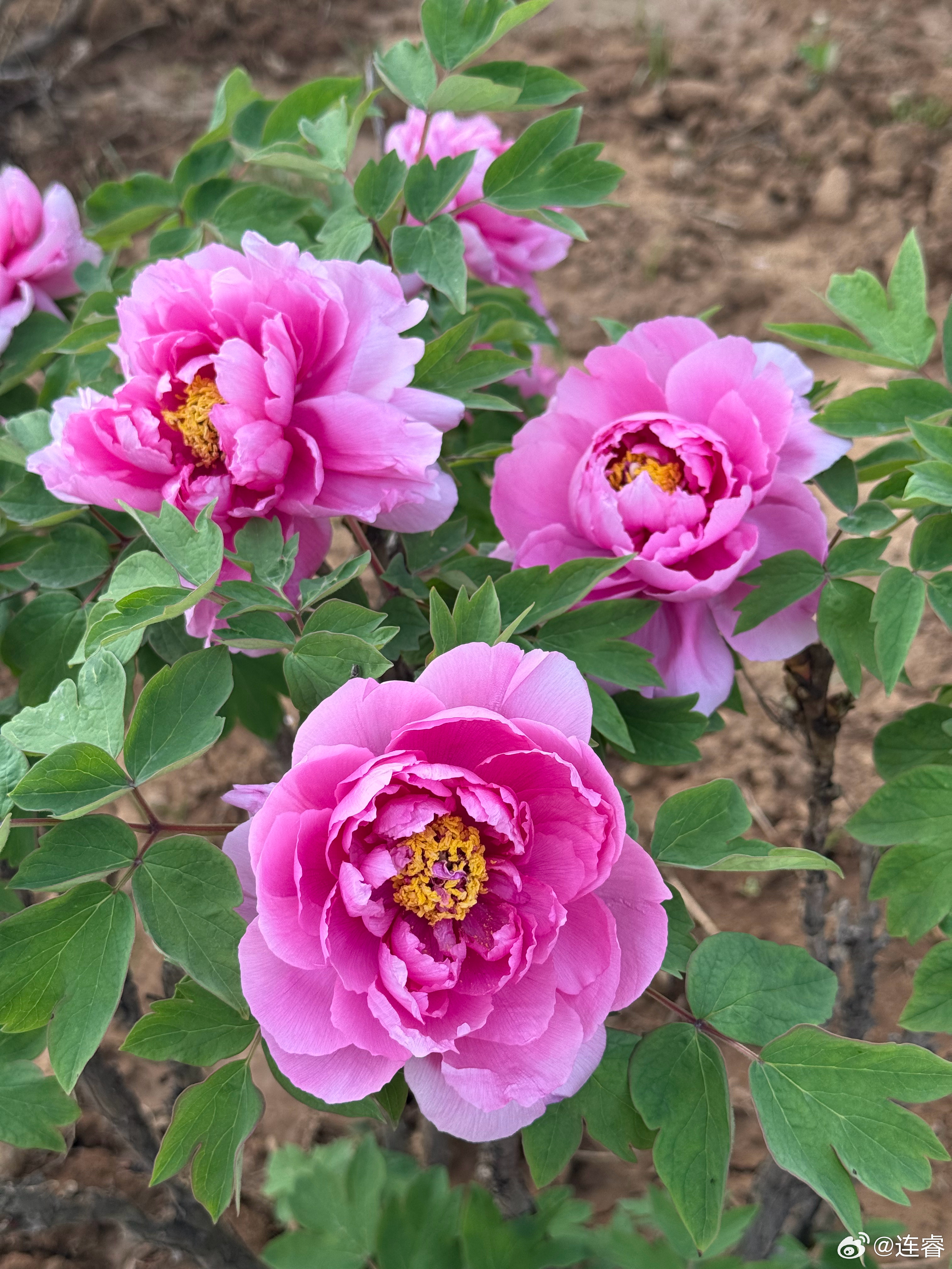 放空，纯放空。啥也不干啥也不看，就放空。明天要不要去女装个贵妃呢…..