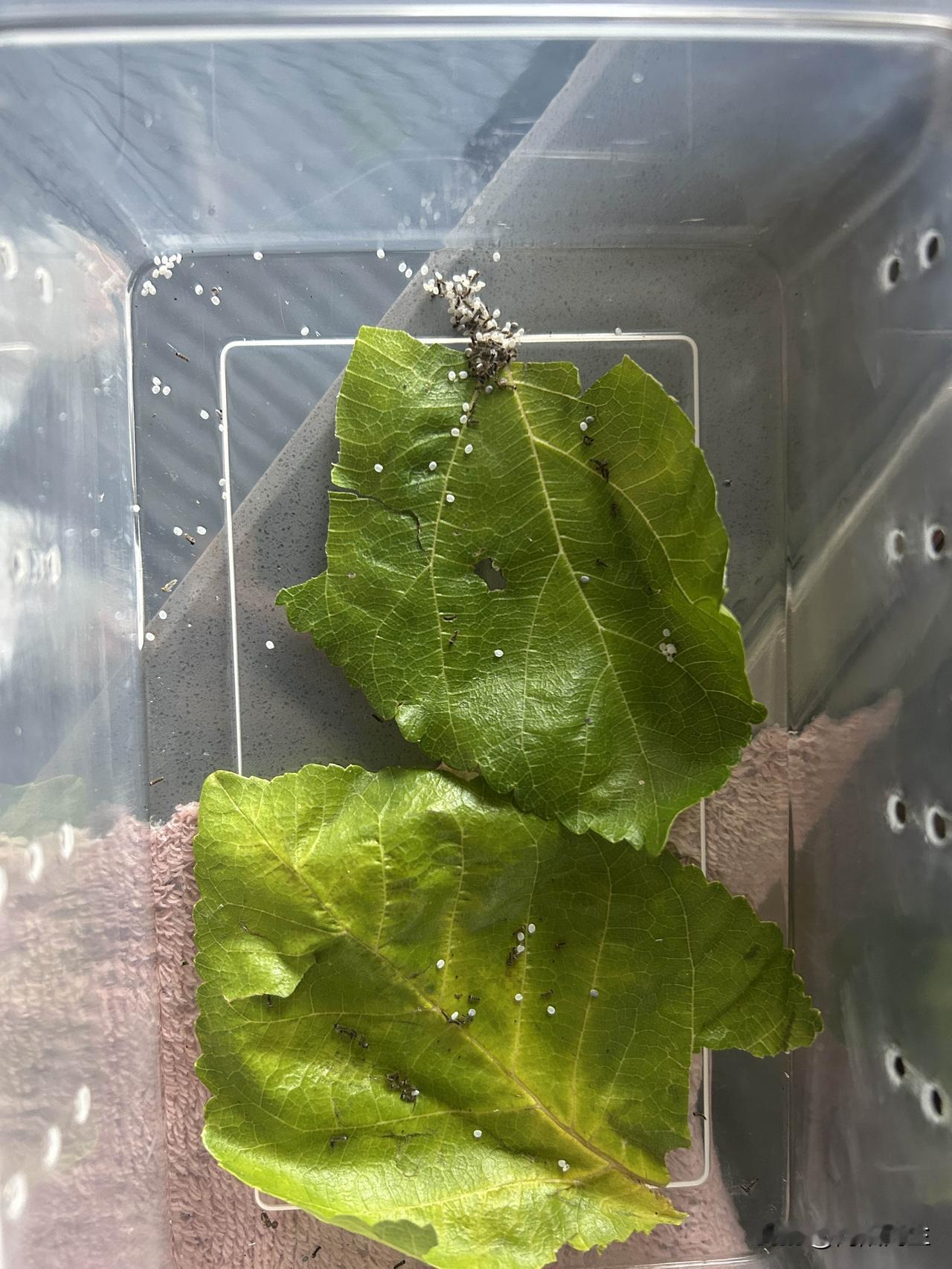 学校的暑假作业真多。
每周六日提交一周内的作业，包括音体美劳。
我这一天忙的应付