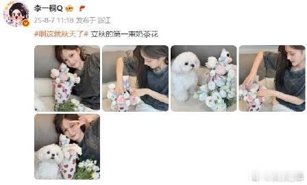 李一桐的立秋仪式感是奶茶花给的李一桐立秋奶茶花好会玩李一桐立秋操作给满分！“奶茶