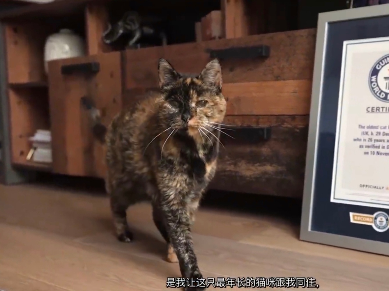 世界上最长寿的在世猫咪30岁了优雅的猫步完全看不出来小猫已经30岁了，养的太好了