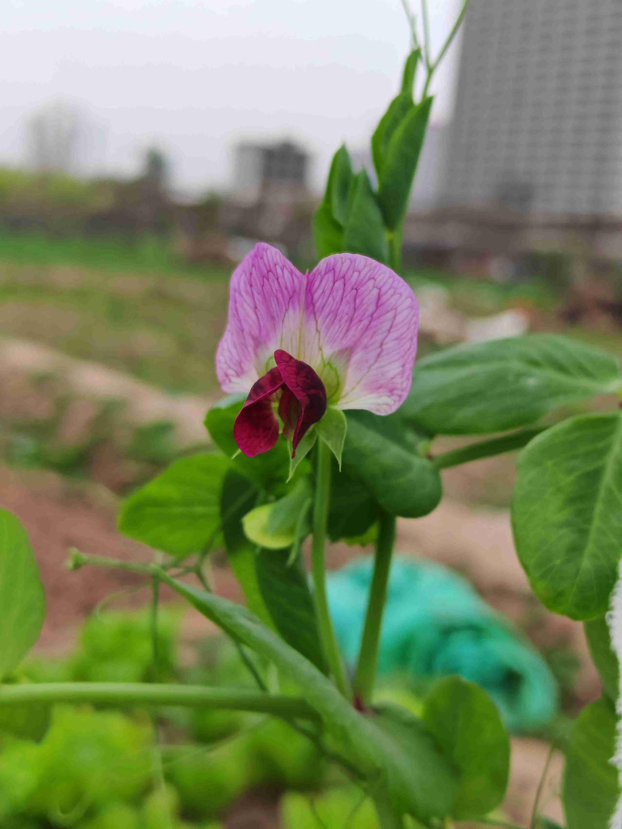 我的今日状态：💰期待暴富
我这里的天气：🌤️多云