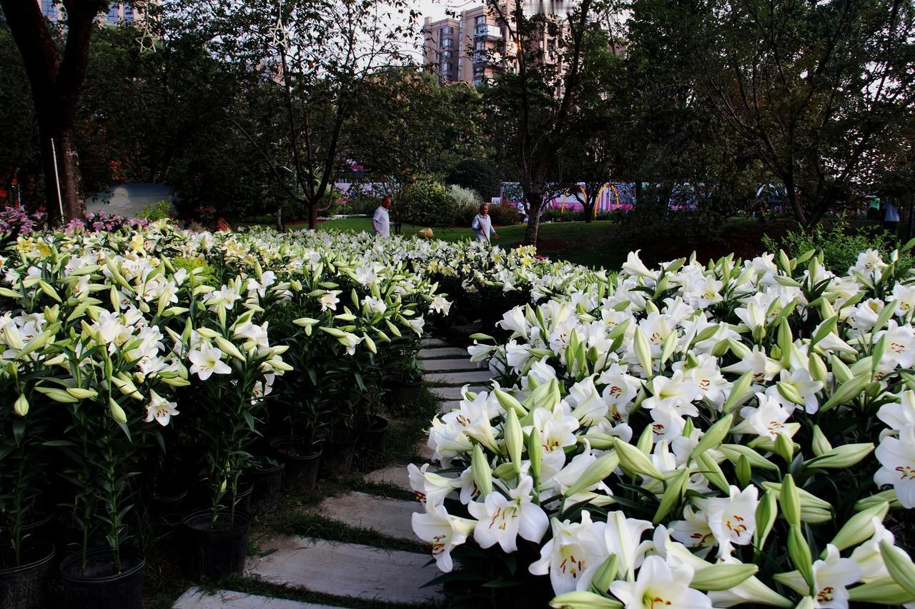 

【漫花庄园百合花 白色】20241008

漫花庄园百合花，白色。
这里展示