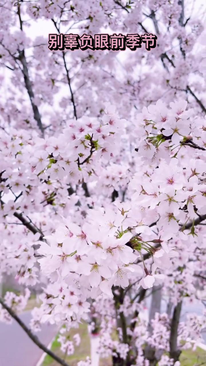 别辜负眼前季节。