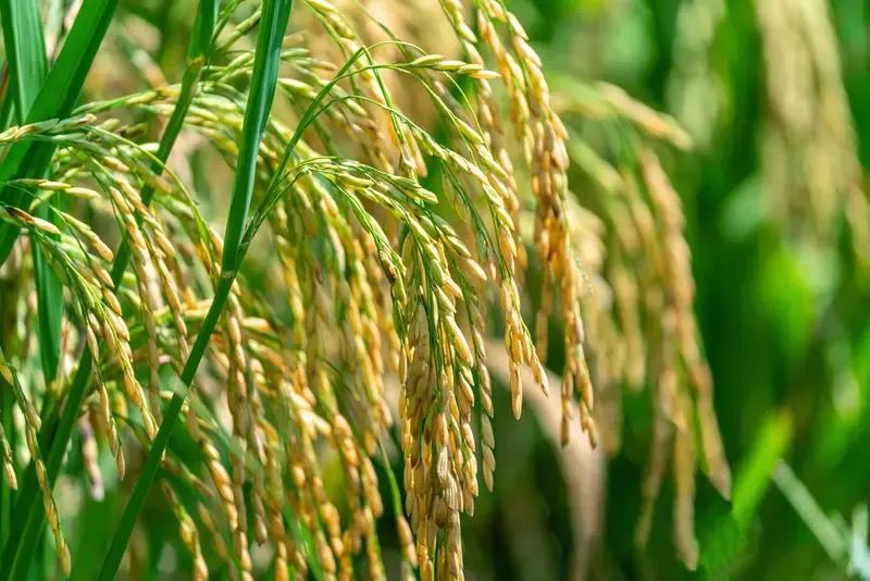 耗费大量外汇进口外国粮食，其实只说明了一个问题：国内粮食无法满足需求，不然又何必