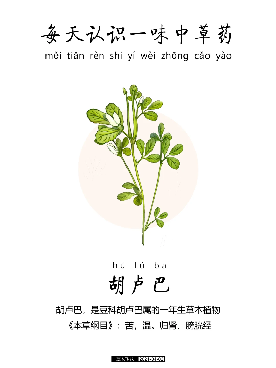 每天认识一味中草药-胡卢巴🍀