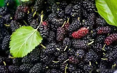 凤翔桑果甜美多汁营养丰富！🍓🍓🍓甜口水果 鲜甜当季水果 应季鲜果味 秋冬健