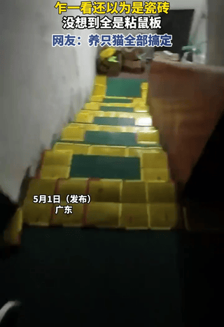 “人怎么可以这么聪明！”广东东莞，一男子因地下室老是被老鼠偷吃杂物垃圾，男子忍无