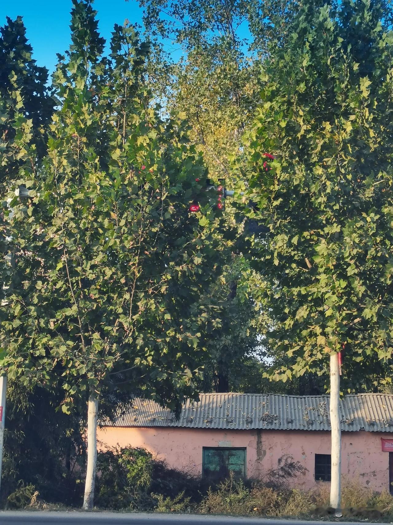 鲁山县舟鲁线与016乡道交叉口（往马楼乡商峪口方向）路北这个红绿灯被树木遮挡严重