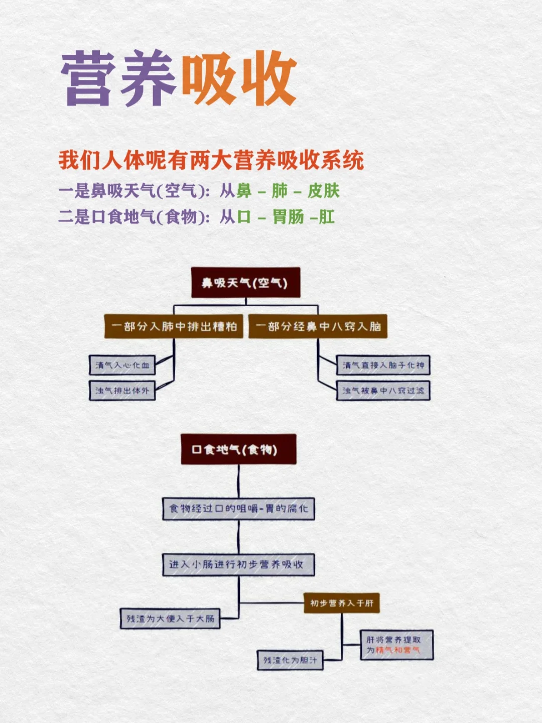 0基础学古中医04天｜营养吸收