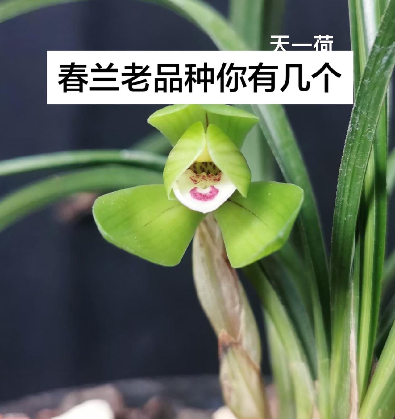 春兰老品种集锦2，春兰老友记，老品种你养了啥，大家都来聊聊。图片为北京春秋国兰提