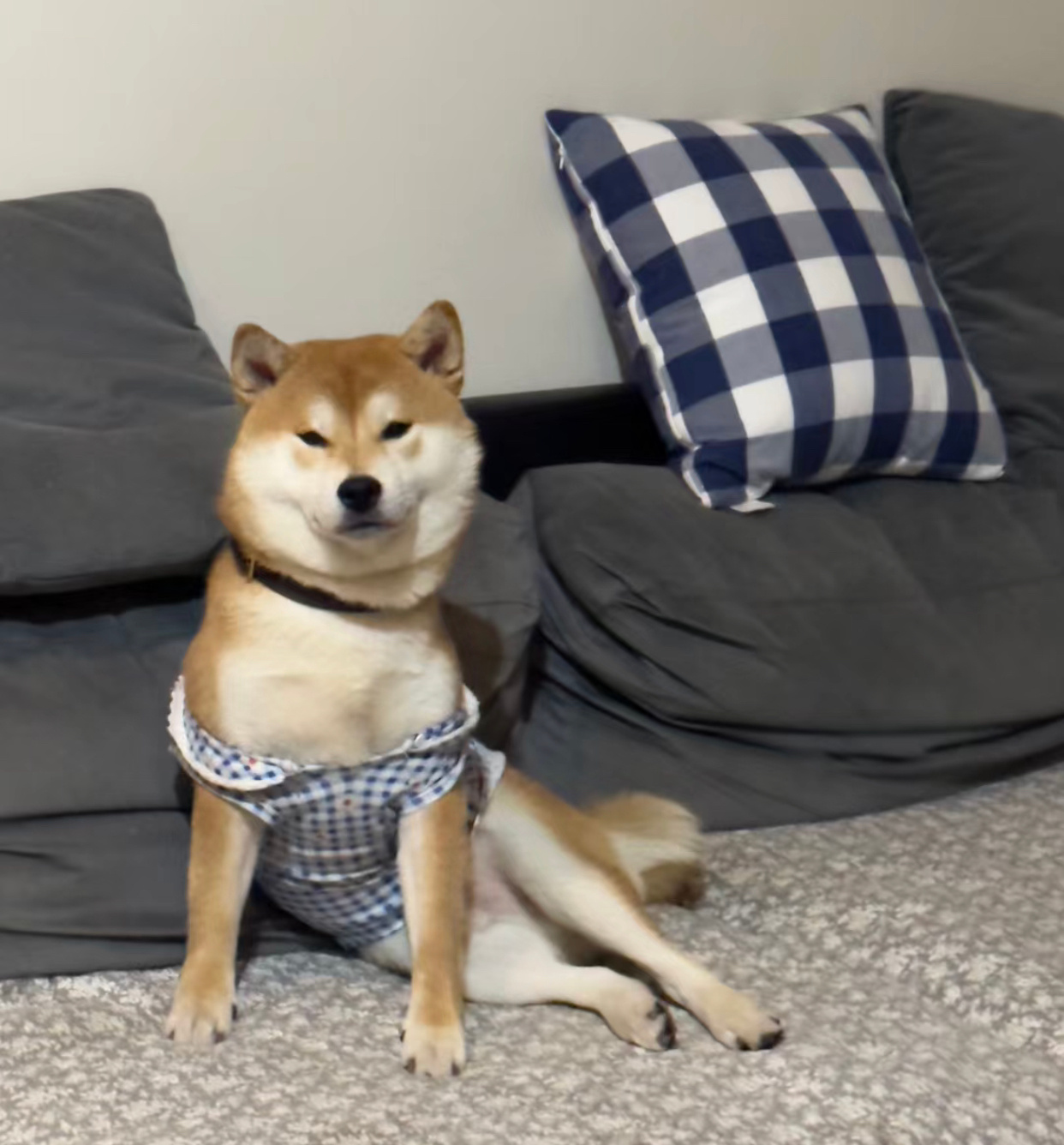 奇奇怪怪的小动物 ​​​