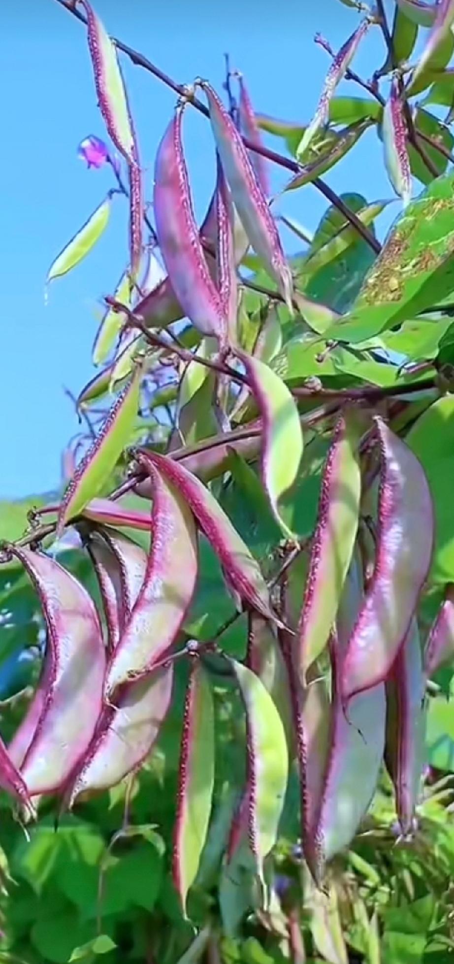 红绣鞋 扁豆常见品种
花色美豆荚外观最美，猪耳朵是白扁豆优良品种，还有种紫扁豆夹