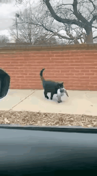 黑猫抓住一只鸽子 ，正准备去自己家里享用。它咬住鸽子慢慢地走着，突然 “嘀”的一