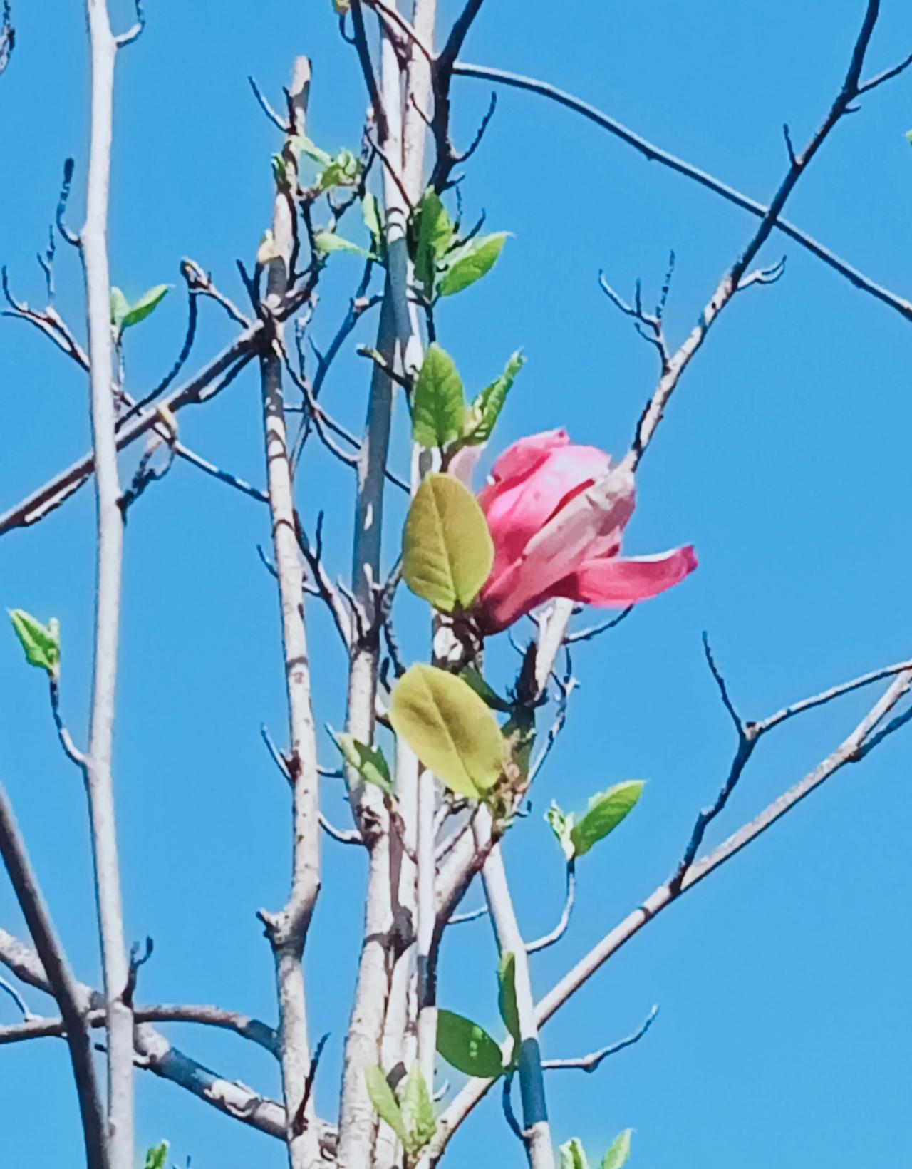 玉兰樱花一齐放，
大理全年花似海。
不信你来看一看，
不迷死你才见鬼。