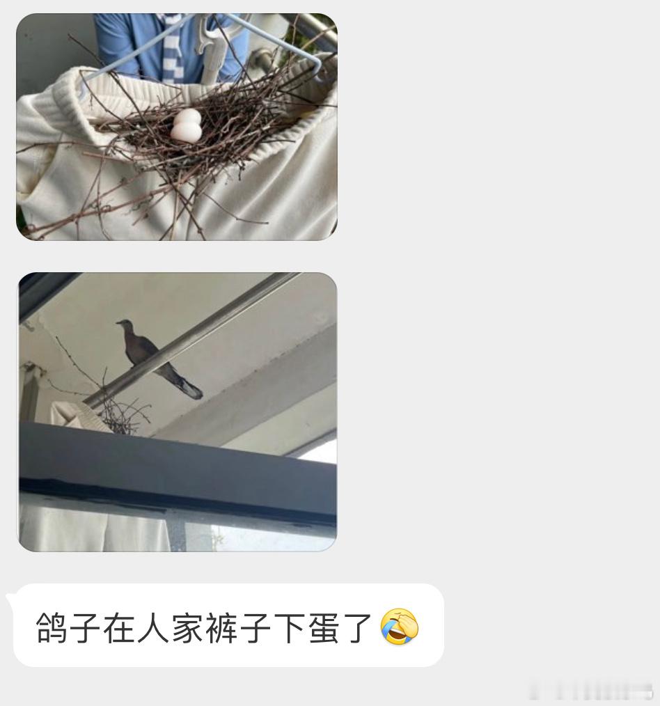 珠颈斑鸠的行为艺术！ ​​​