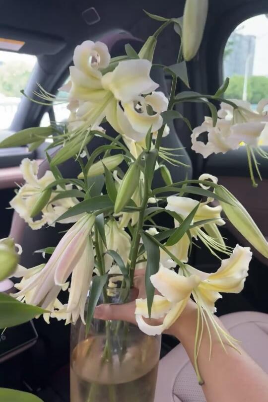 百合路西法夏天的样子