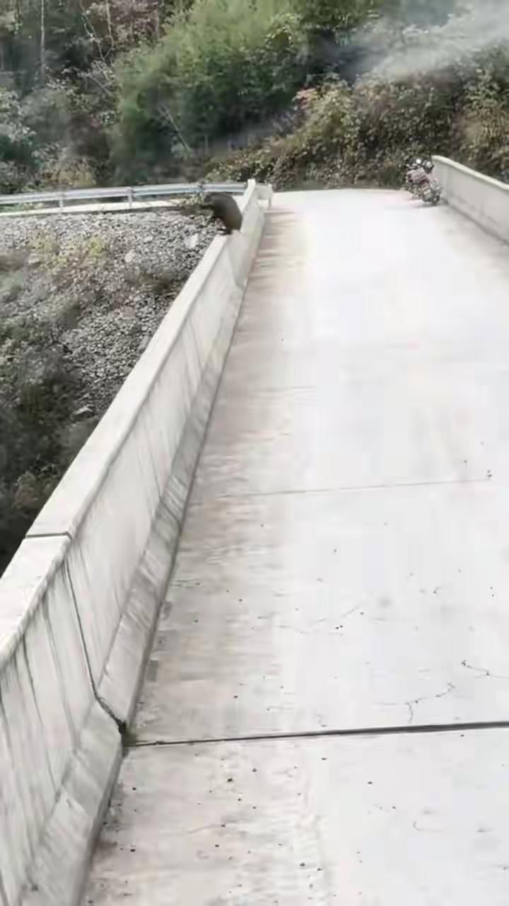 野猪“跳桥寻短见”？目击者：受惊吓坠桥 尸体已深埋
在这个快节奏的社会中，我们似