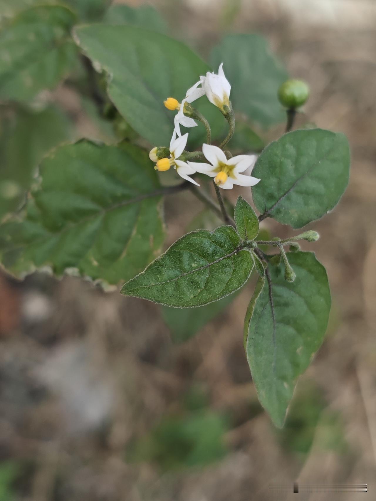 都说我是一个能干的女人，出得厅堂，入得厨房。
可是我一点都不想别人给我这个称号，