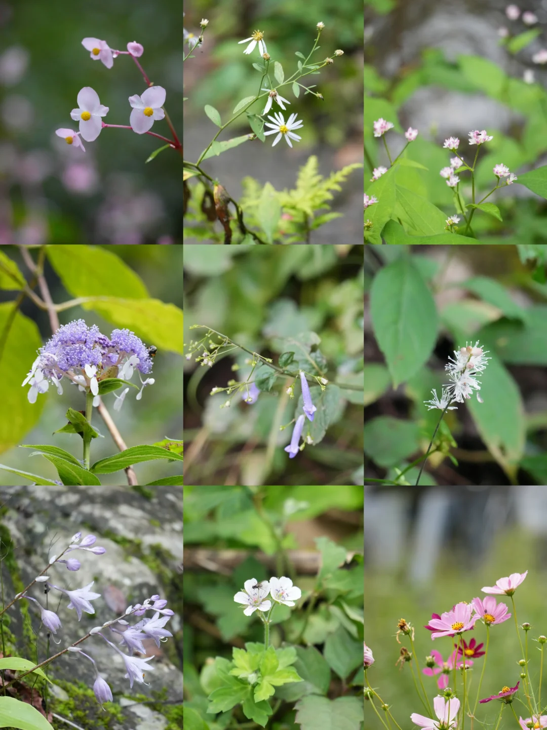 奥多摩徒步，遇到了东京的山之秋