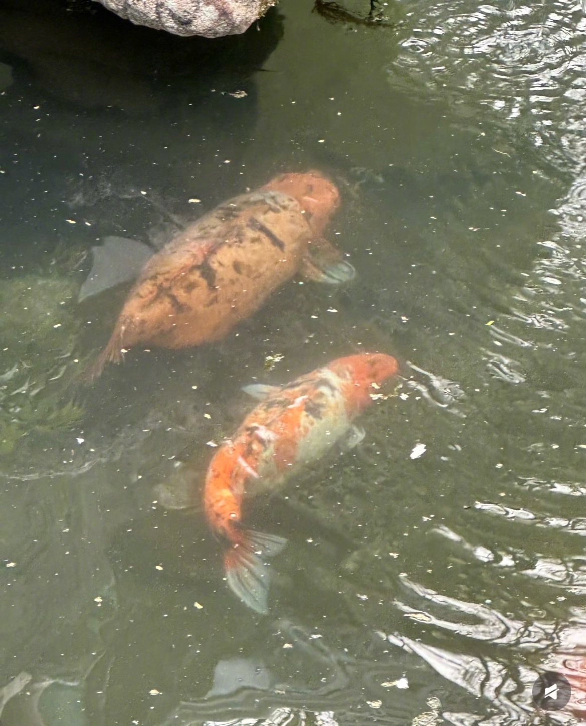 我和我闺蜜鱼的时候： 