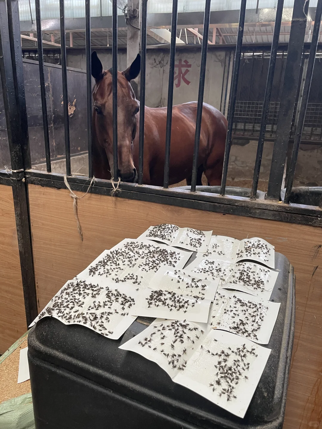 马房的苍蝇给我4⃣️