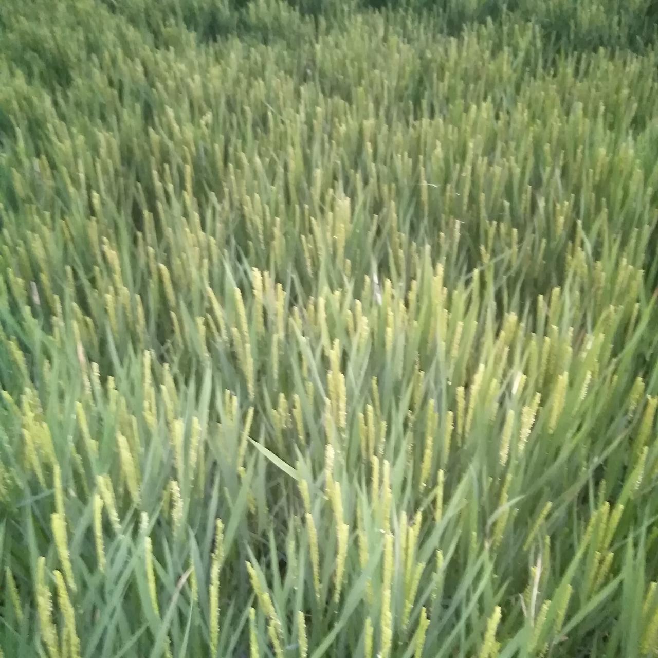 分享一张夕阳西下照片。水稻、抽穗中，生命很旺盛，高产的长势，千斤稳笃笃！
